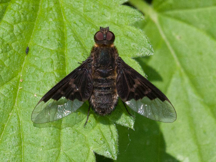 Hemipenthes morio (Black-banded Bee-fly).jpg